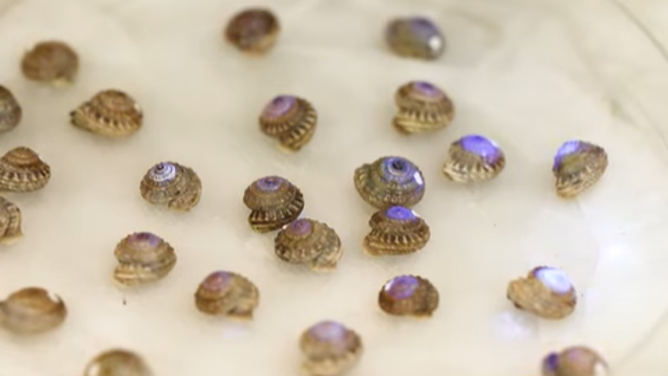 Nearly extinct mollusks reintroduced to island in Portugal.