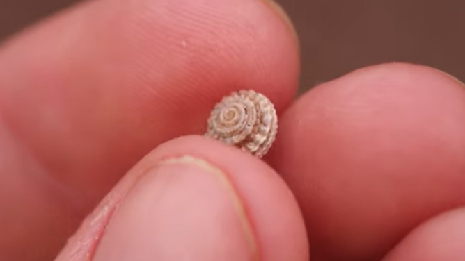 Experts examine nearly extinct mollusks as experts in Portugal save them.