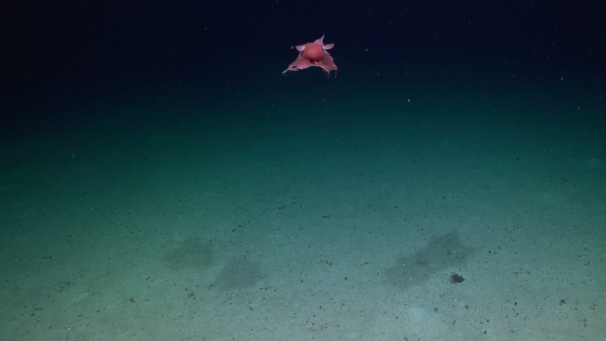 The flapjack octopus swimming toward the robotic submersible led by Schmidt Ocean Institute research teams.