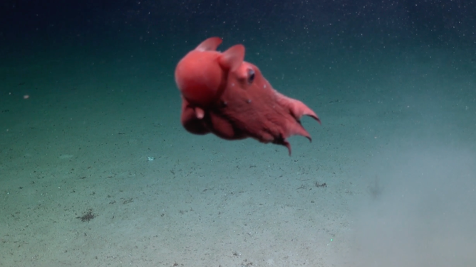 Still shows the octopus propelling forward and out of frame.