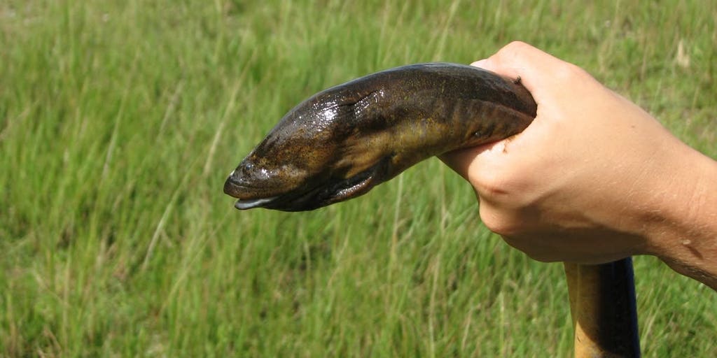 Something is lurking beneath the Everglades — and Florida’s frogs and salamanders are at risk