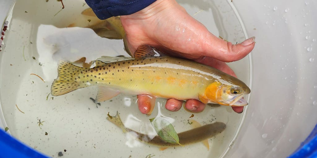 Colorado biologists race to save rare trout as wildfires threaten their mountain home