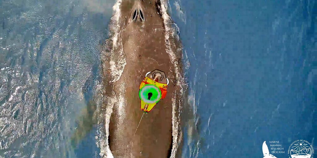 Researchers turn to using drones to revolutionize tracking of humpback whales in Hawaii