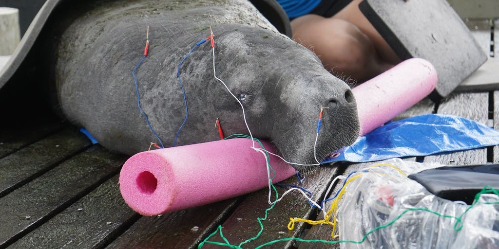 From manatees to mammals, zoo animals turn to acupuncture for specialized care