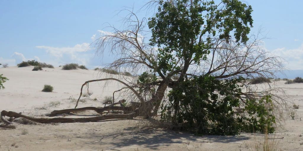 Iconic cottonwood tree in White Sands National Park topples after intense monsoon storms
