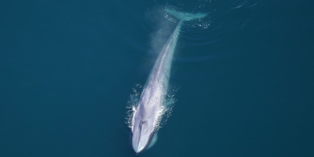 Photos: Scientists take to the skies and spot more than 2,000 species at marine monument