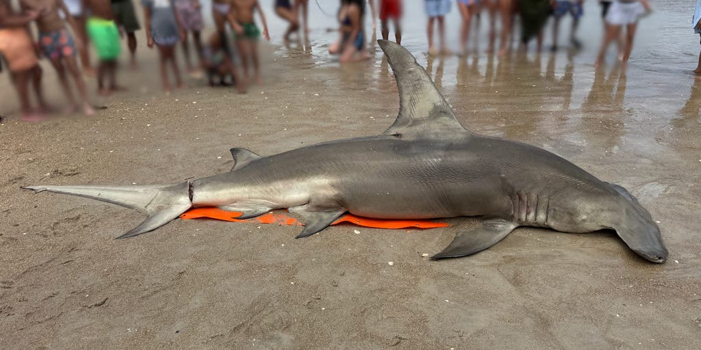 Massive great hammerhead shark found dead on North Carolina beach