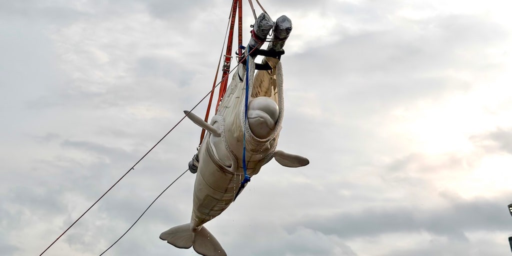 A look at how 13 beluga whales came to live at SeaWorld San Antonio from Canada