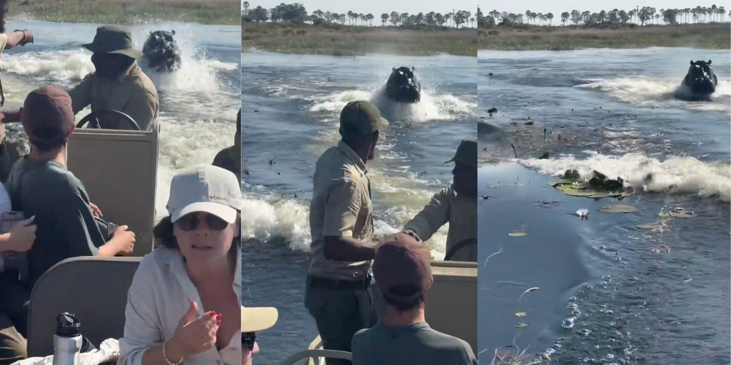 Dramatic video shows massive hippo chasing down boat filled with tourists in African waterway