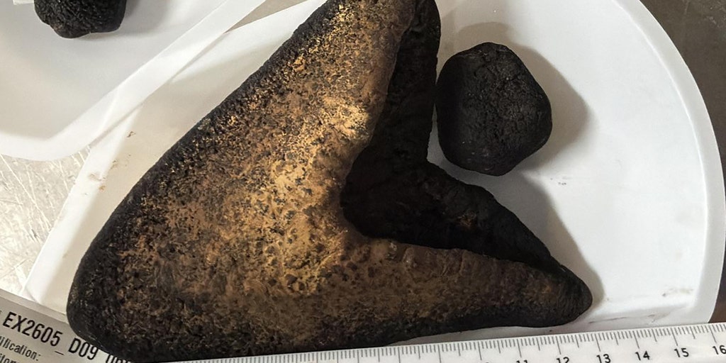 Several megalodon teeth found on the ocean floor offer new clues about the ancient giant
