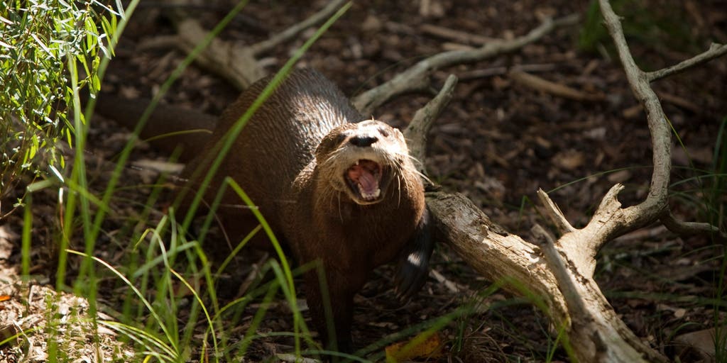 North American river otter returns to the Bronx River after 100 years, indicating healthy water quality