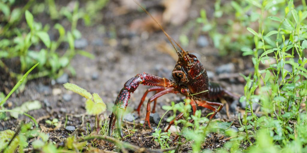 Invasive crayfish claw their way across America and take over US lakes