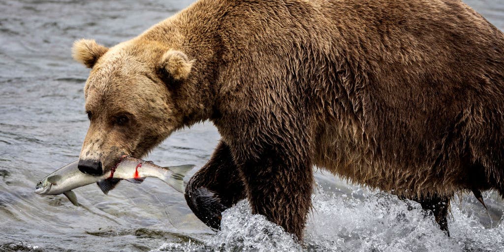 Runner comes face-to-face with brown bear during frightening Alaska trail encounter