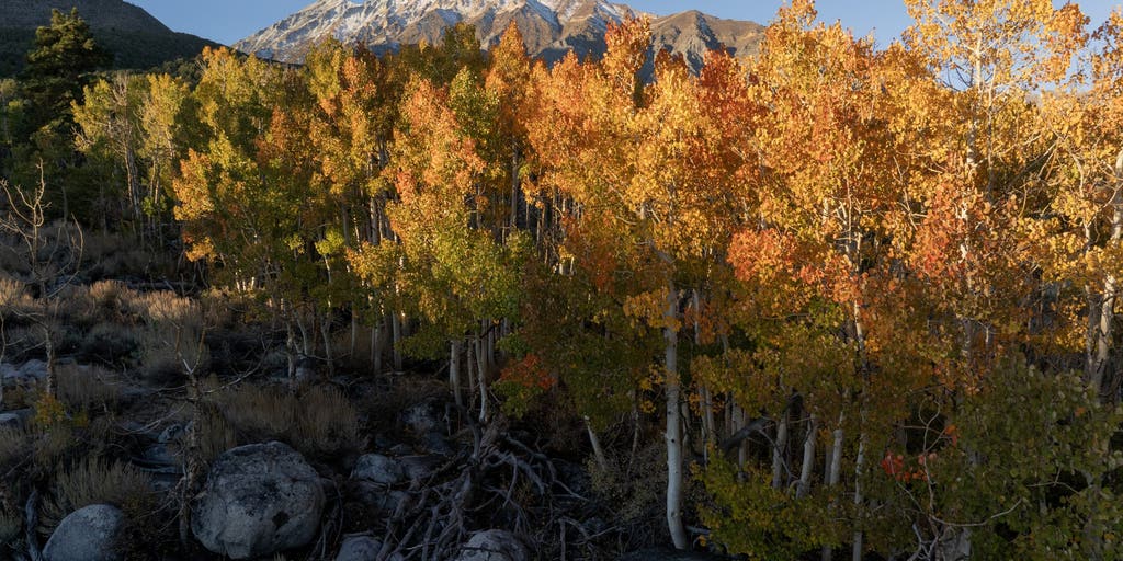 Fall foliage forecast: Why some areas might experience a spotty season