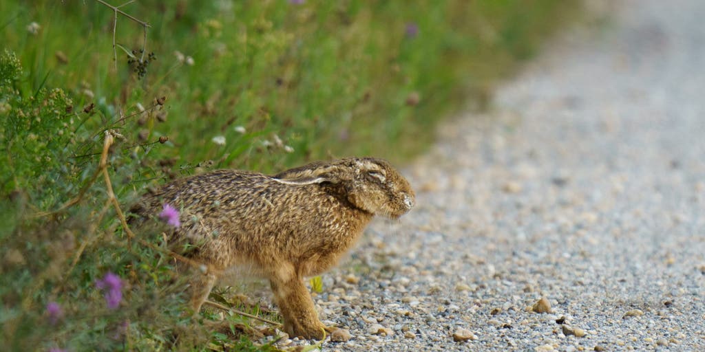 Fourth case of rare, highly infectious 'rabbit fever' confirmed in New York City suburb