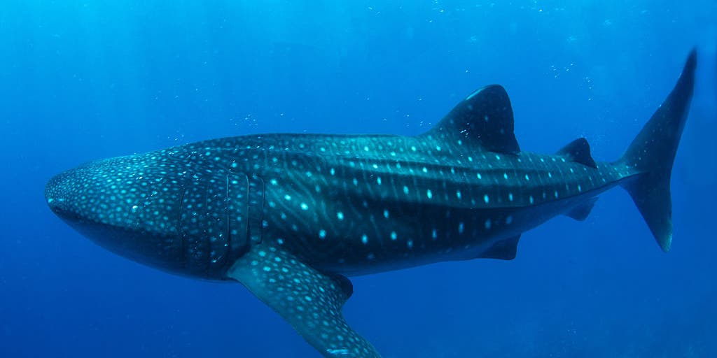 Cameras attached to fins of whale sharks capture newly obtained, rare footage of unknown behavioral traits