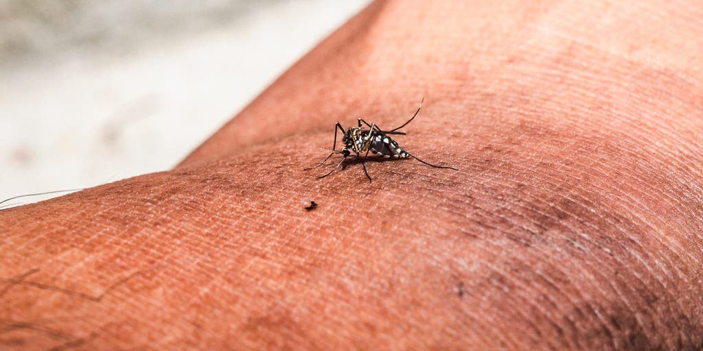 Health alerts issued as cases of painful illness typically found in tropical countries spreads across Florida