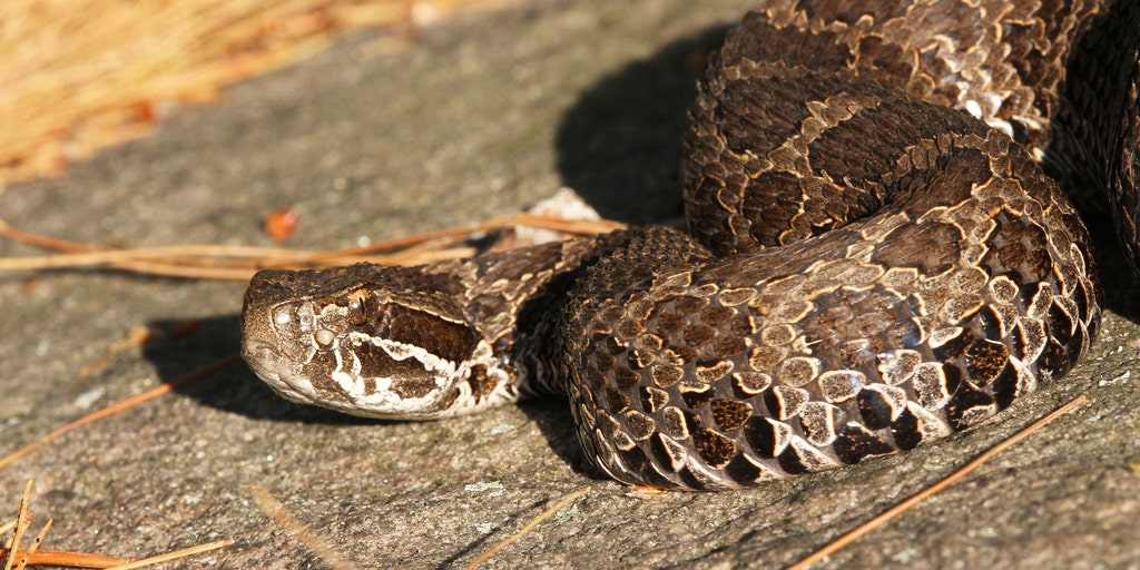 Michigan officials warn public to give threatened rattlesnakes space following bite that hospitalized resident