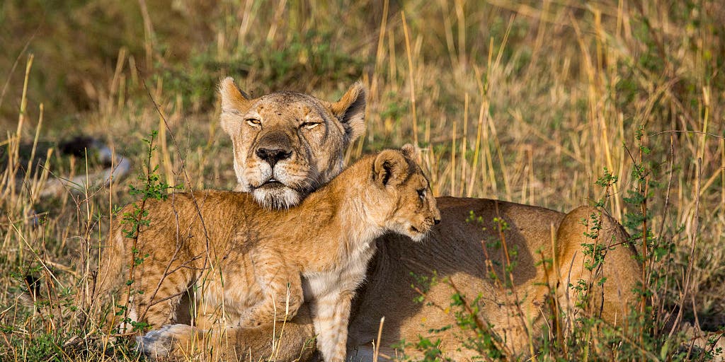 Reports of lions on the loose send Indiana officials on roaring search