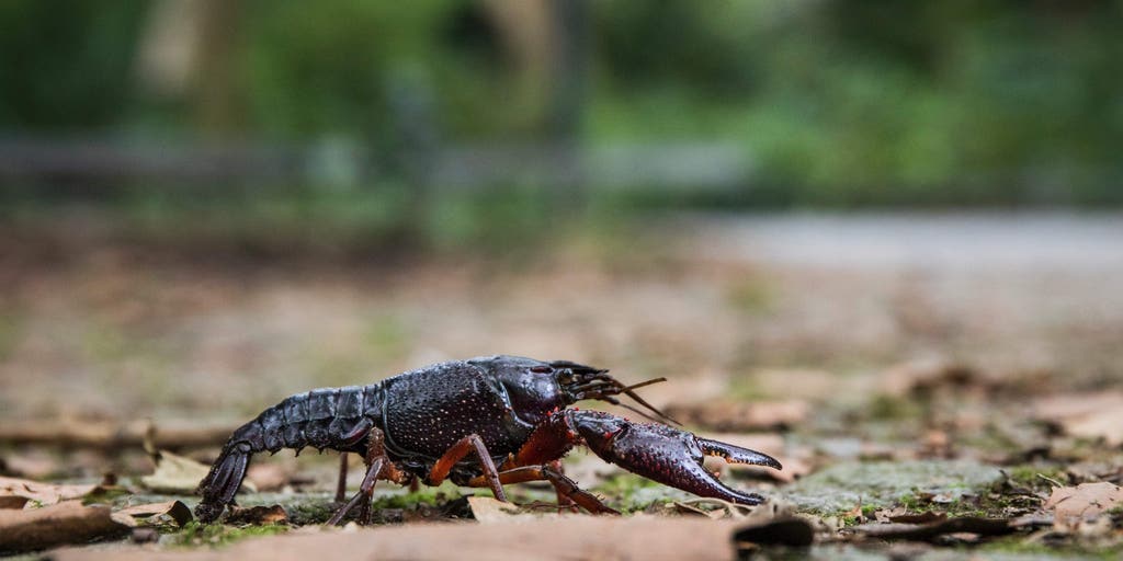 These tiny backpacks could help save threatened crayfish