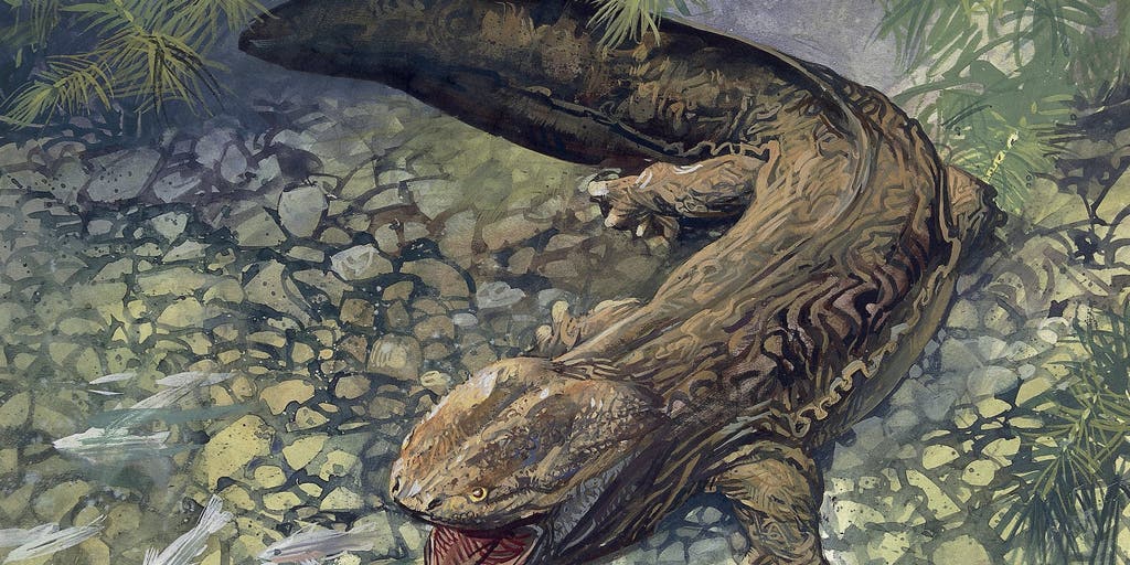 Fossil reveals ancient giant salamander that lived 3.5 million years ago