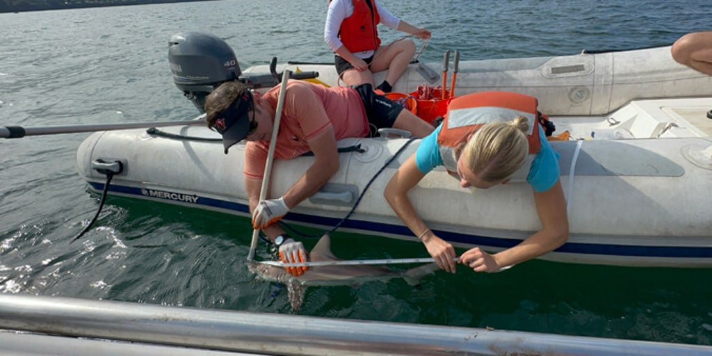 First-known blacktip shark nursery discovered in Hawaiian waters