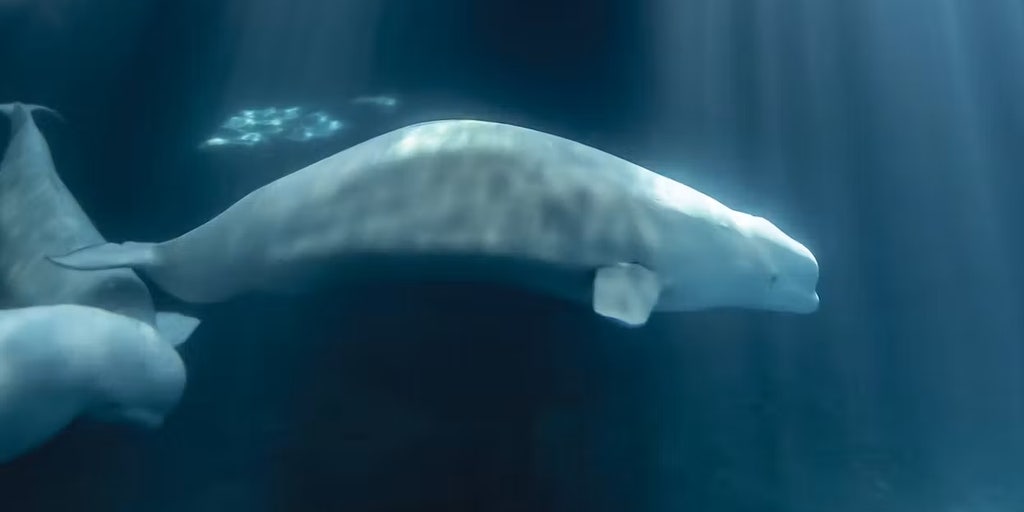 Beluga whale Peekachu dies weeks after rescue from shuttered Canadian marine park
