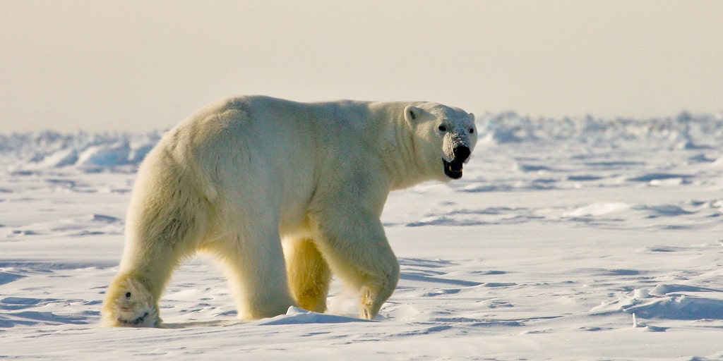 These are the 6 biggest bears on Earth
