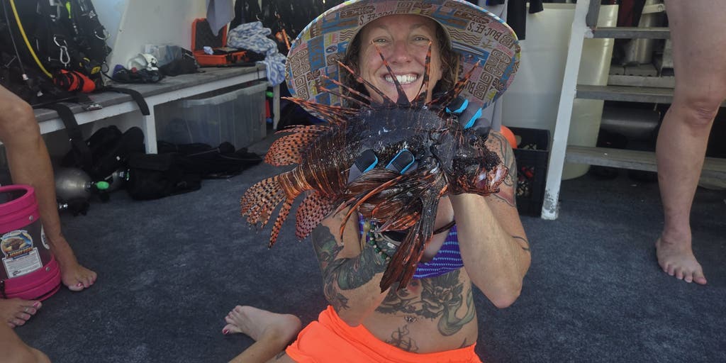 Over 150 invasive lionfish speared from Gulf coral reef during diving research expedition
