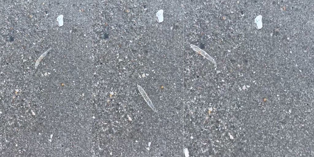 Mysterious clear 'jumping sticks' spotted in waters along Florida's Space Coast baffle beachgoers