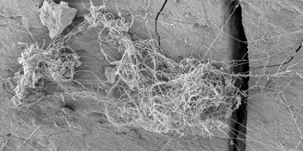 See it: Hidden fungal world discovered more than 1,600 feet beneath the Great Lakes