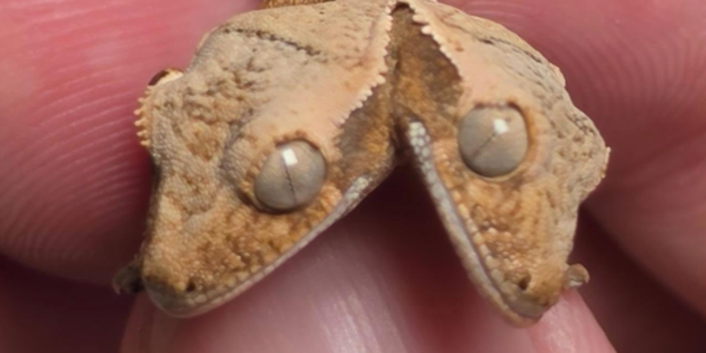 Meet the rare two-headed gecko that is going viral for defying the odds
