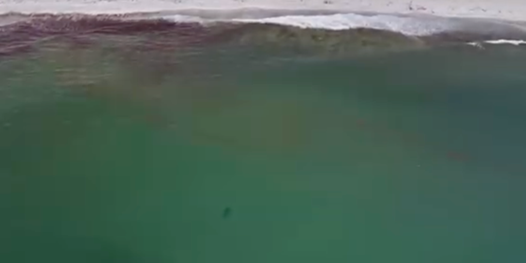 See it: Multiple videos reveal sharks swimming near shore as sightings rise in Maine beach town