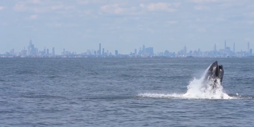 See it: Magnificent humpback whale breaches off coast of New York City, delighting whale watchers