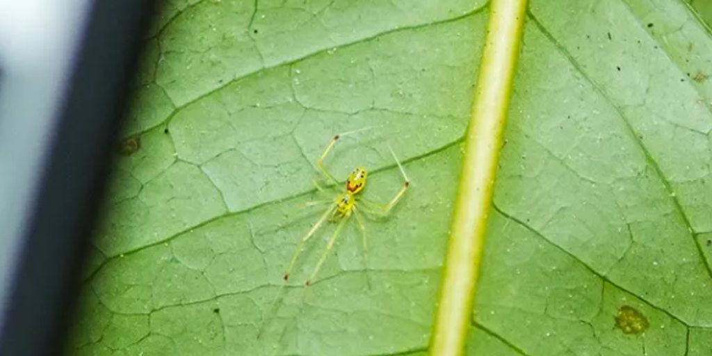 See it: New species of spider with happy face found in India