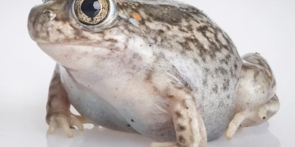 40,000-year-old frog fossils unearthed in Southern California reveal a species lost to time