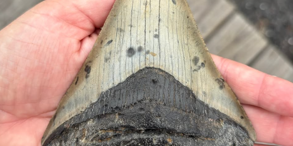 Pennsylvania family makes prehistoric discovery while searching for seashells on the Jersey Shore