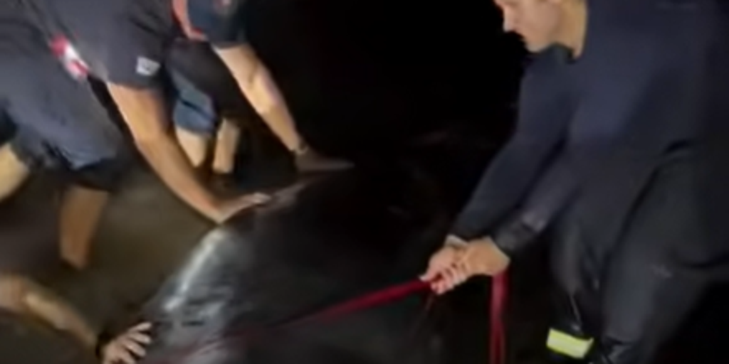 2 large manatees rescued by firefighters after becoming stranded on a Florida beach