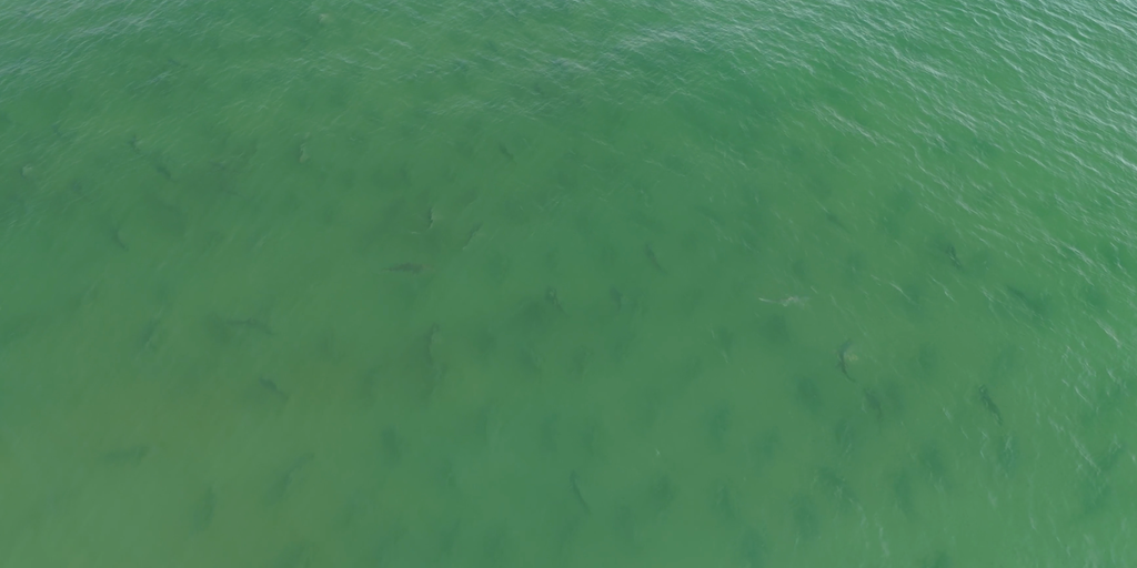 Watch: Hundreds of sharks and a lone stingray caught on video near beach in North Carolina