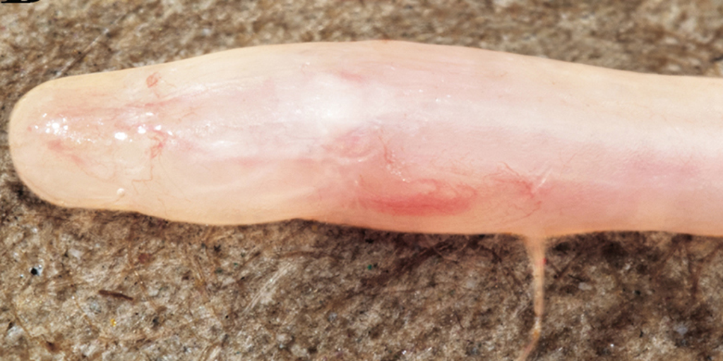 TikTok video leads scientists to discover a strange new species of earthworm eel hiding in India