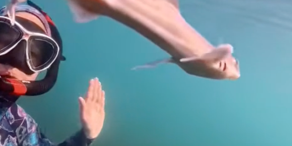 See it: Curious baby shark swims alongside diver in unforgettable encounter