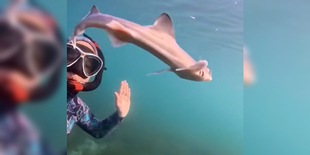 See it: Curious baby shark swims alongside diver in unforgettable encounter