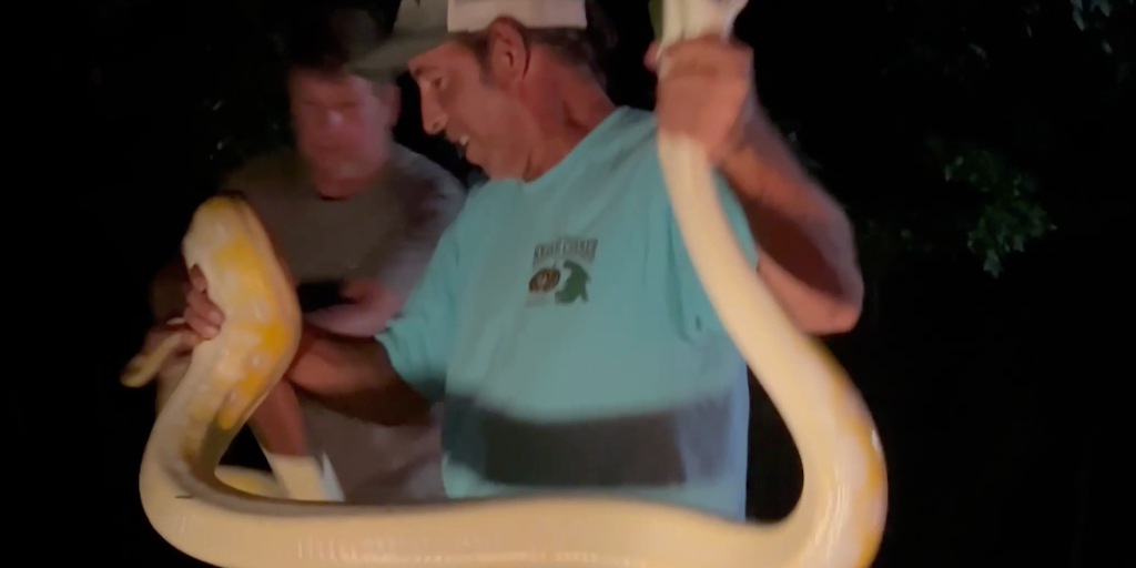 See it: Massive python puts snake catcher to the test in South Carolina