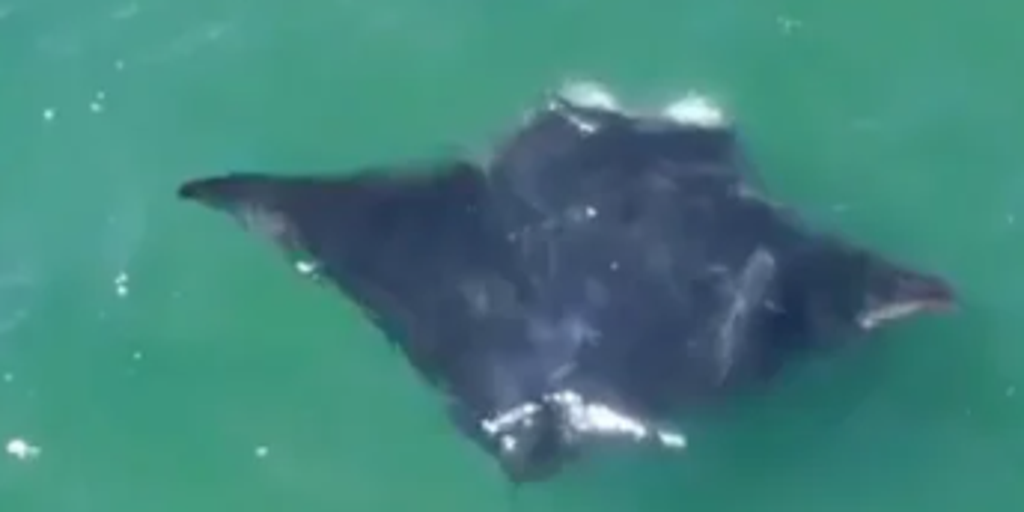 Video: Oceanic manta ray spotted off Long Island coast in rare New York sighting