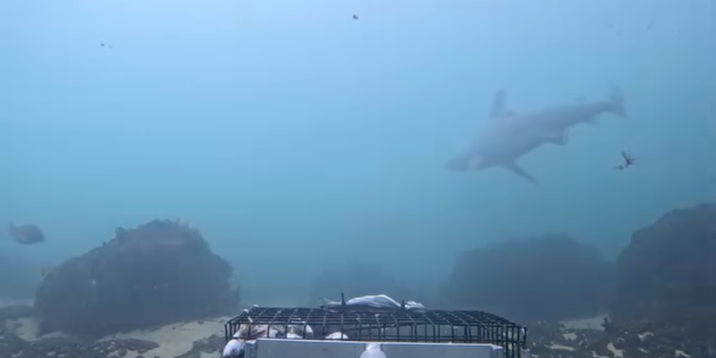 Watch: Sandbar shark swims off Rhode Island coast as numbers across New England surge