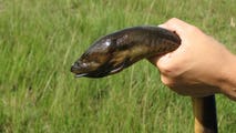 Something is lurking beneath the Everglades — and Florida’s frogs and salamanders are at risk