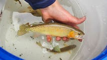 Colorado biologists race to save rare trout as wildfires threaten their mountain home