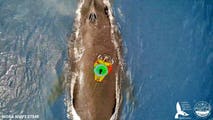 Researchers turn to using drones to revolutionize tracking of humpback whales in Hawaii