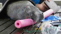 From manatees to mammals, zoo animals turn to acupuncture for specialized care