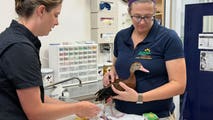 From manatees to mammals, zoo animals turn to acupuncture for specialized care